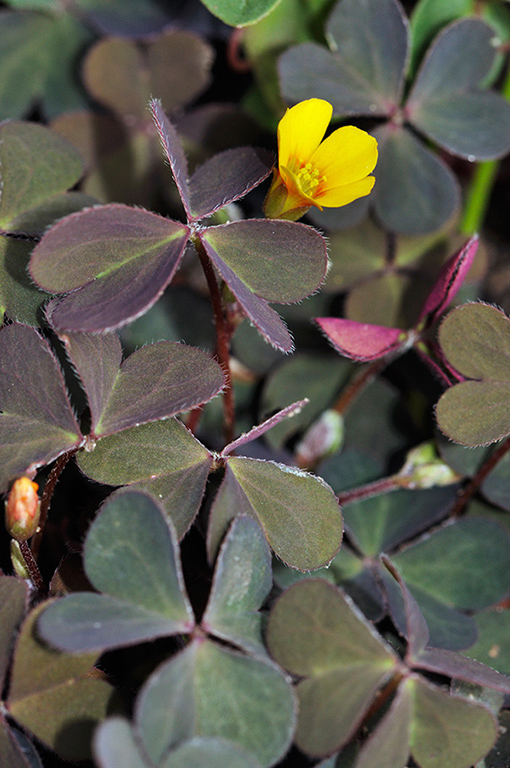 Oxalis_corniculata_LP0284_32_Great_Bookham