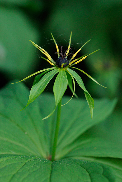 Paris_quadrifolia_LP0228_21_Merstham