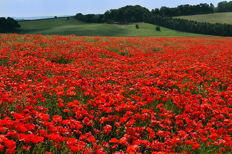 Papaver_rhoeas_LP0279_09_Chicklade