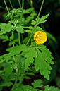 Papaver_cambricum_LP0624_02_Frylands_Wood