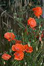 Papaver_rhoeas_LP0061_22_Mount_Batten