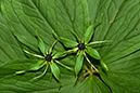 Paris_quadrifolia_LP0128_05_Selsdon