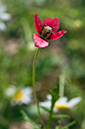 Papaver_hybridum_LP0323_77_Ranscombe_Farm