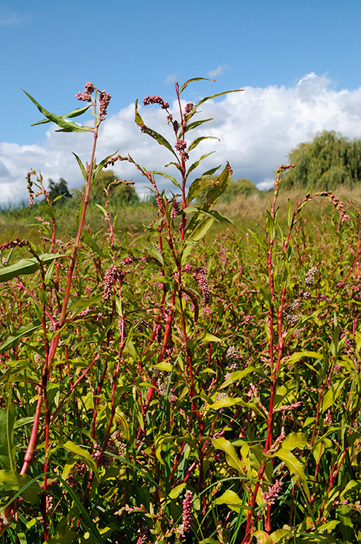 Persicaria_maculosa_LP0329_56_Hampton_Court