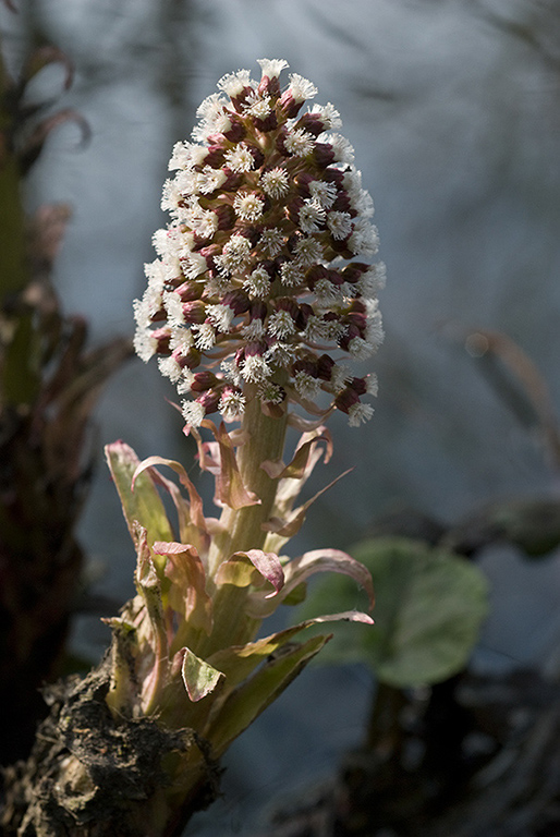 Petasites_hybridus_LP0097_16_Beddington