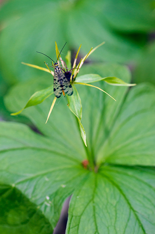 Paris_quadrifolia_LP0876_04_Selsdon_Wood