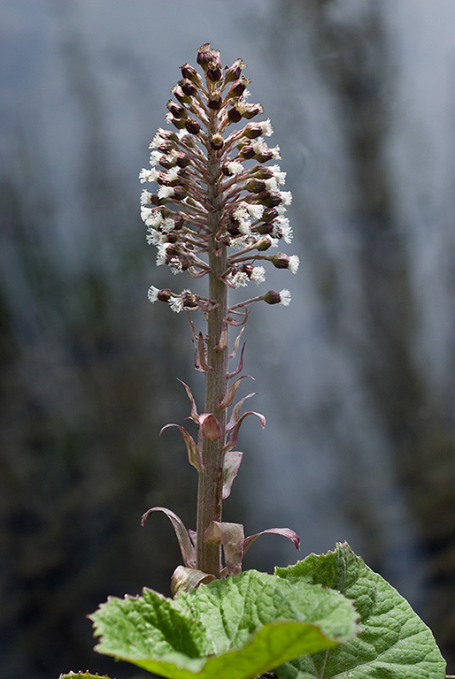 Petasites_hybridus_LP0097_08_Beddington