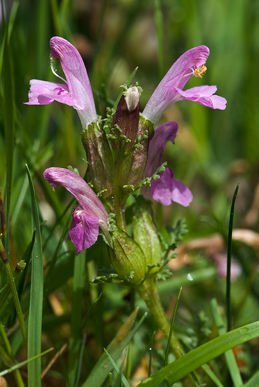 Pedicularis_sylvatica_LP0209_22_Haslemere