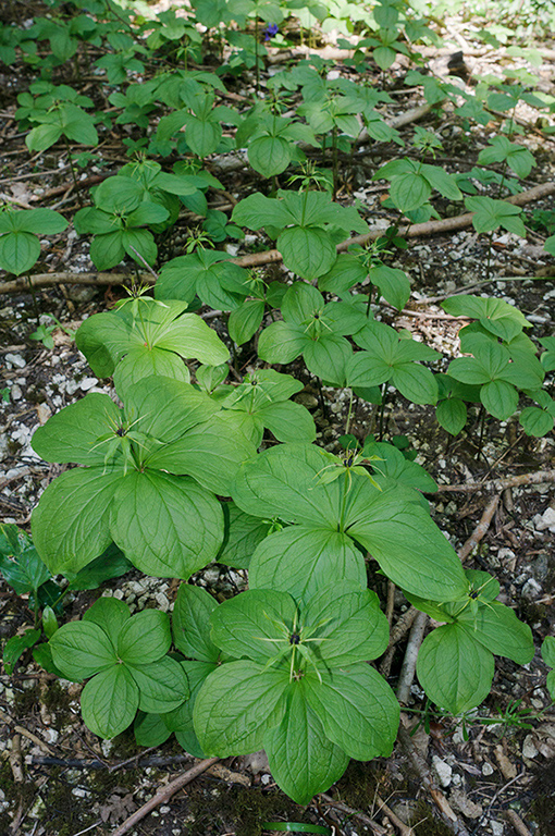 Paris_quadrifolia_LP0876_08_Selsdon_Wood