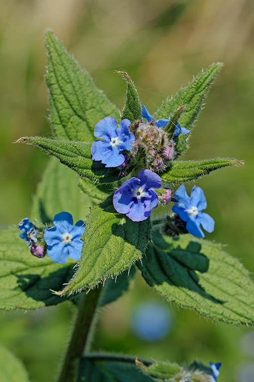 Pentaglottis_sempervirens_LP0356_42_Hampton_Court