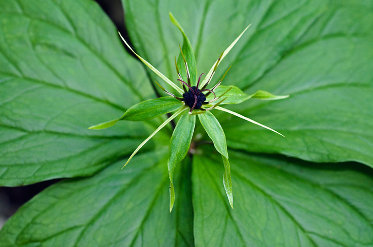 Paris_quadrifolia_LP0876_03_Selsdon_Wood