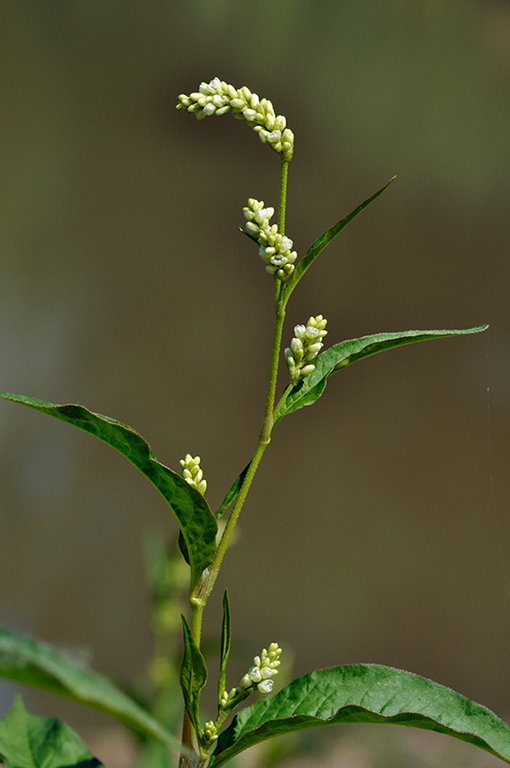 Persicaria_lapathifolia_LP0238_35_Eden_Valley