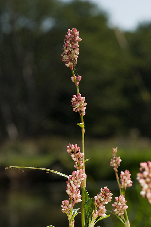 Persicaria_maculosa_LP0079_34_Thundry