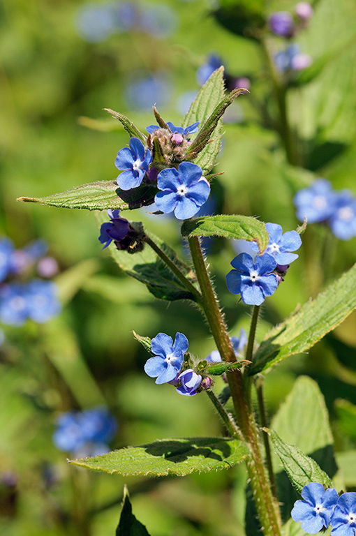 Pentaglottis_sempervirens_LP0265_15_Shalford