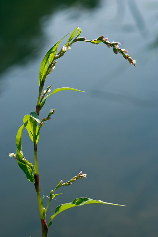 Persicaria_hydropiper_LP0079_17_Thundry