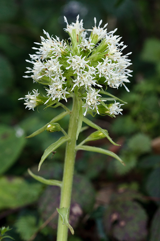 Petasites_albus_LP0500_17_Leith_Hill