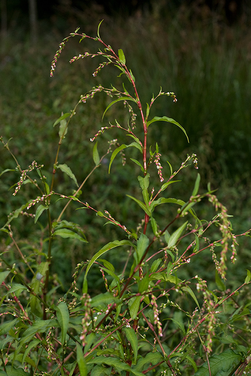 Persicaria_hydropiper_LP0185_33_Shalford