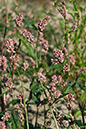 Persicaria_maculosa__LP0079_18_Thundry