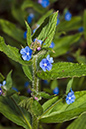 Pentaglottis_sempervirens_LP0193_09_Ham