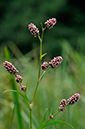 Persicaria_maculosa_LP0255_40_Frensham