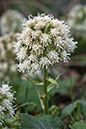 Petasites_albus_LP0099_03_Leith_Hill