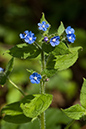 Pentaglottis_sempervirens_LP0171_08_Send