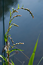 Persicaria_hydropiper_LP0079_15_Thundry