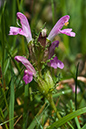 Pedicularis_sylvatica_LP0209_22_Haslemere