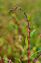 Persicaria_hydropiper_LP0332_65_Hampton_Court