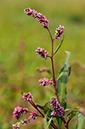 Persicaria_maculosa_LP0329_66_Hampton_Court