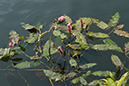 Persicaria_amphibia_LP0185_55_Shalford