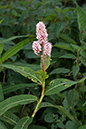 Persicaria_amphibia_LP0182_02_Chertsey_Meads