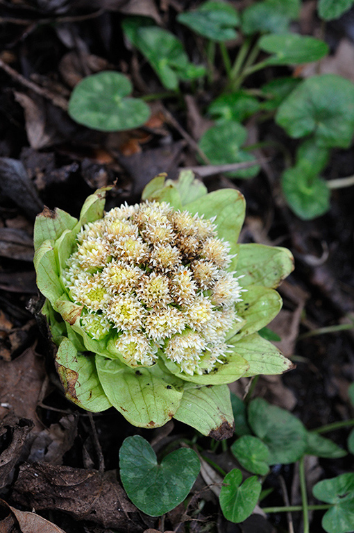 Petasites_japonicus_LP0347_02_Artington