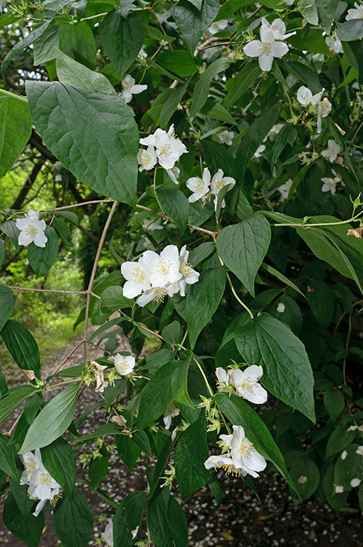 Philadelphus_LP0635_30_Coulsdon