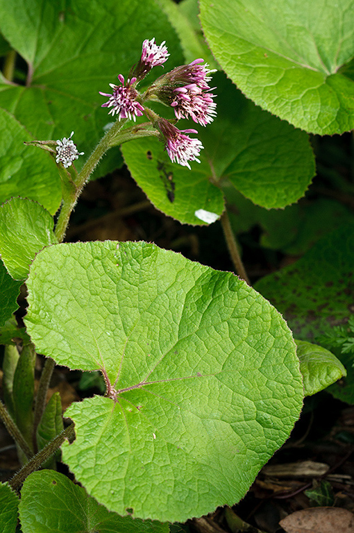 Petasites_pyrenaicus_LP0663_04_Riddlesdown