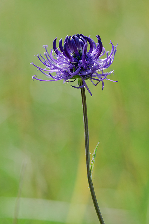 Phyteuma_orbiculare_LP0466_18_Epsom_Downs