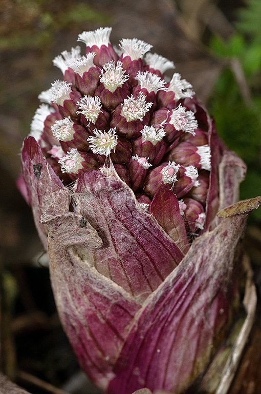 Petasites_hybridus_LP0607_18_Wandle