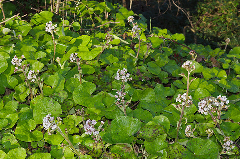 Petasites_pyrenaicus_LP0555_05_Banstead