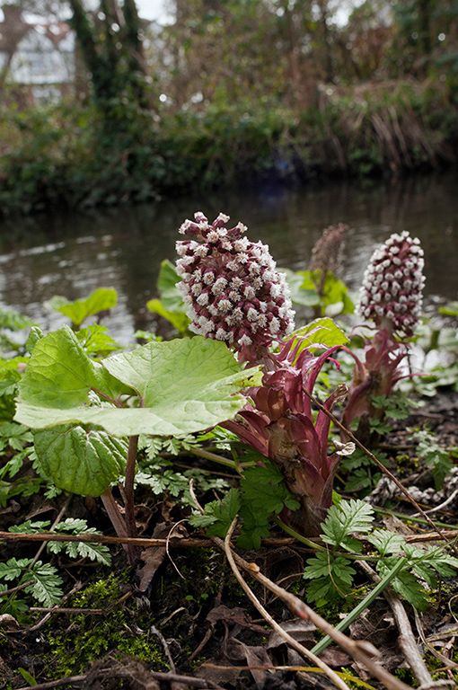 Petasites_hybridus_LP0559_10_Wandle