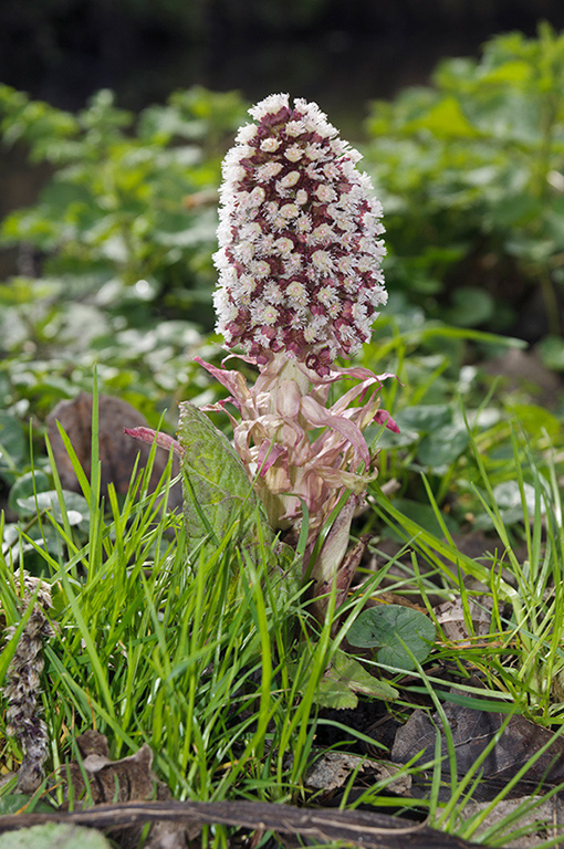 Petasites_hybridus_LP0503_01_Wandle