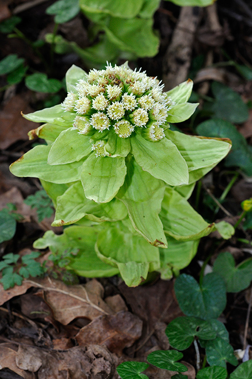 Petasites_japonicus_LP0349_03_Artington