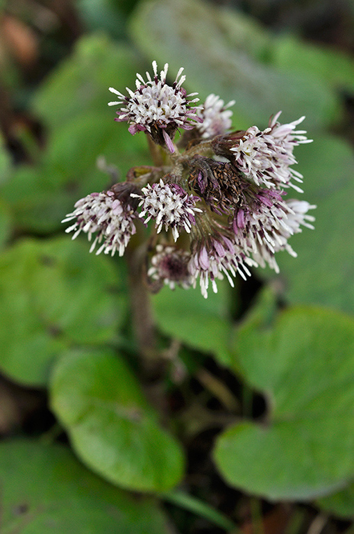 Petasites_pyrenaicus_LP0260_04_Banstead