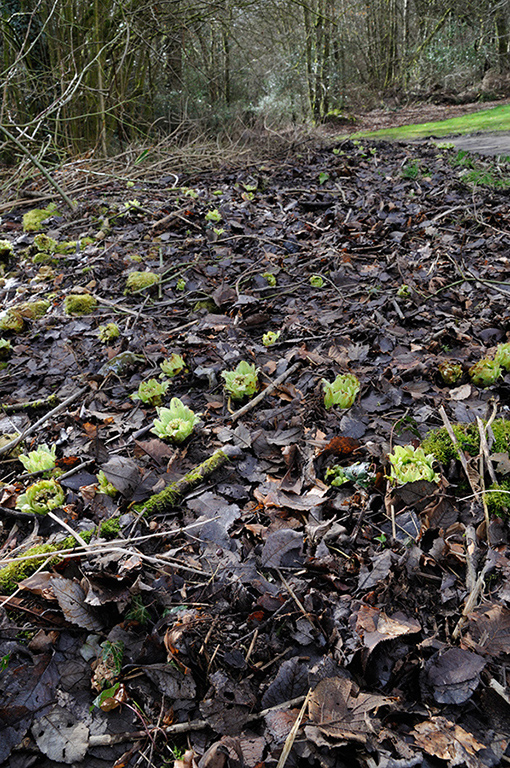 Petasites_japonicus_LP0346_20_Abinger