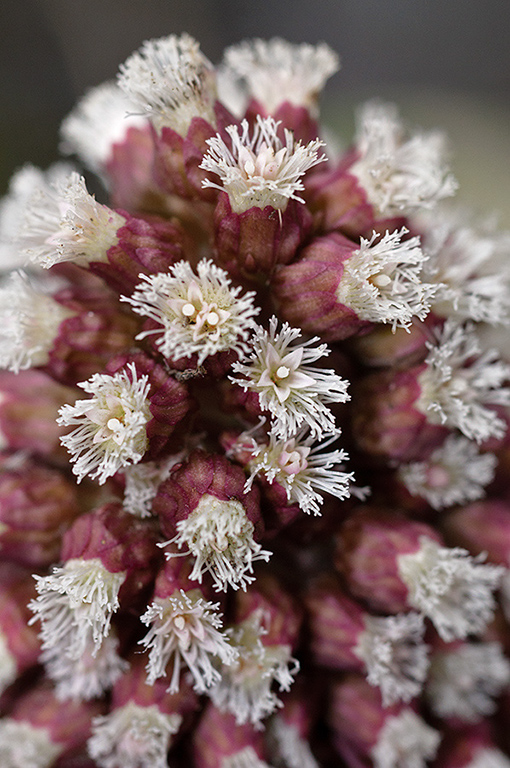 Petasites_hybridus_LP0607_02_Wandle