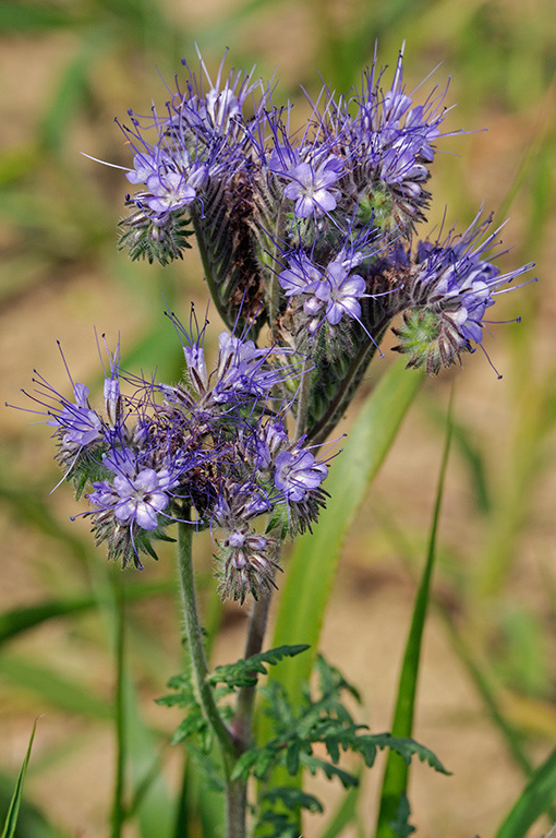 Phacelia_tanacetifolia_LP0381_17_Haxted