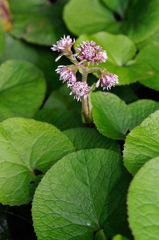 Petasites_pyrenaicus_LP0389_01_Riddlesdown