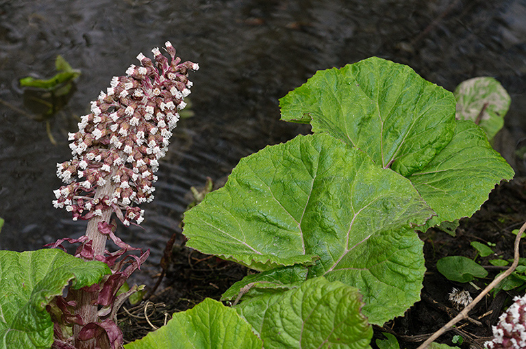 Petasites_hybridus_LP0607_16_Wandle