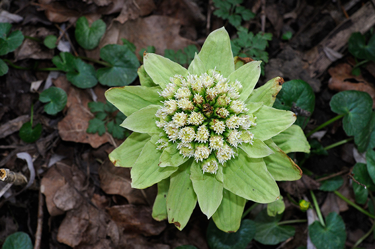 Petasites_japonicus_LP0349_09_Artington