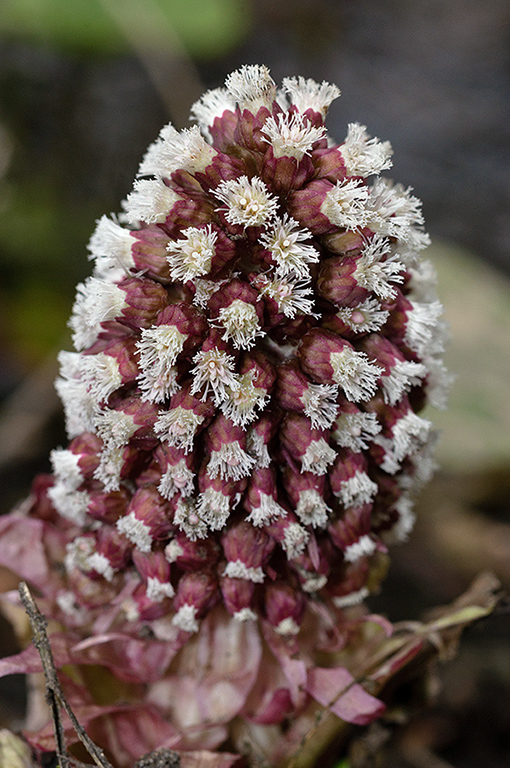 Petasites_hybridus_LP0607_08_Wandle