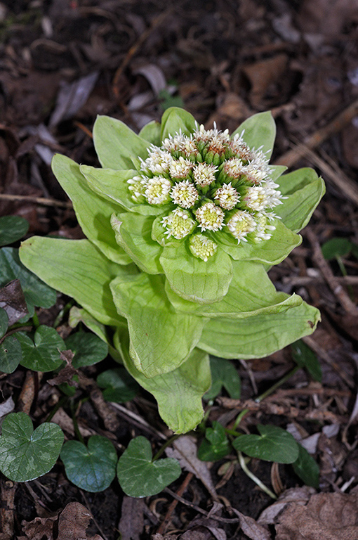 Petasites_japonicus_LP0349_19_Artington